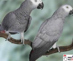 Buy African Grey Parrots with shipping USA