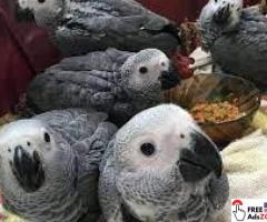 Buy African Grey Parrots with shipping USA