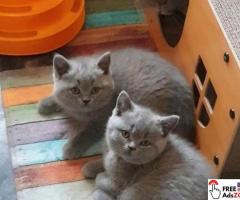 Blue British Shorthair Kittens For Sale